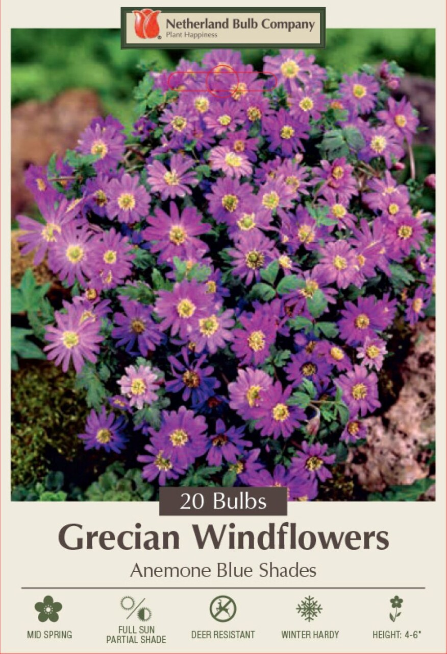 Blue Shades Windflower - Anemone blanda - 20 Bulbs - 5/6 cm Bulbs